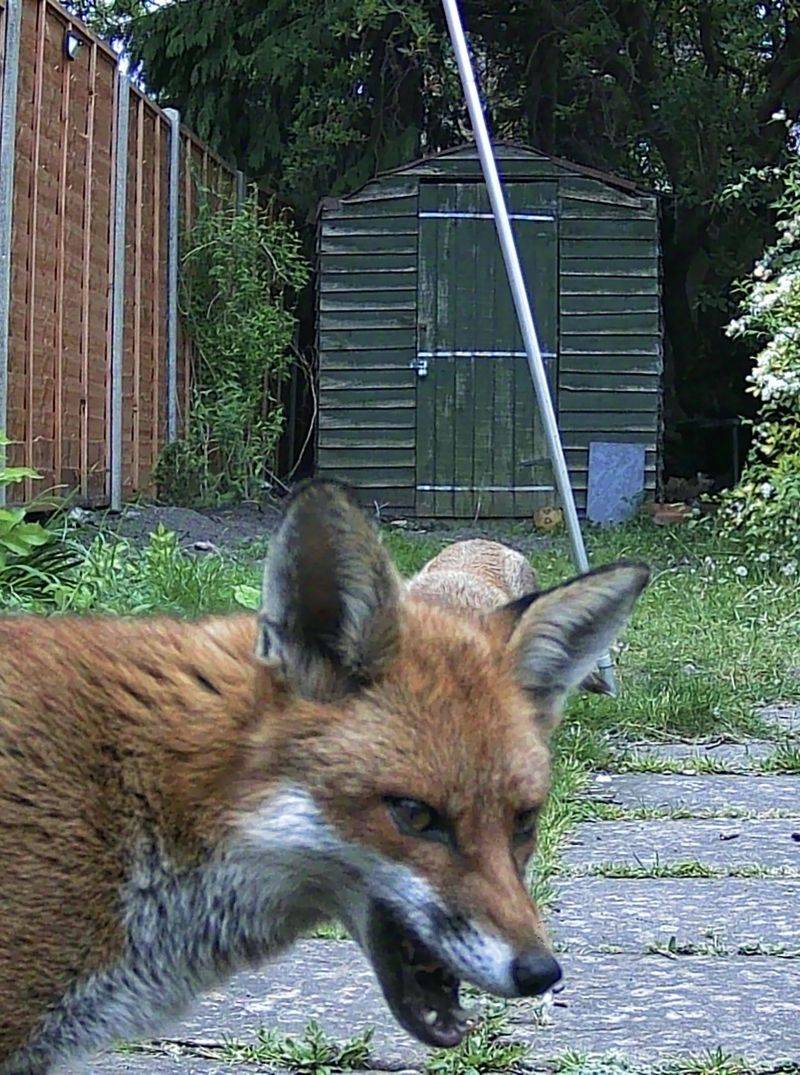 Motion-Activated Cameras