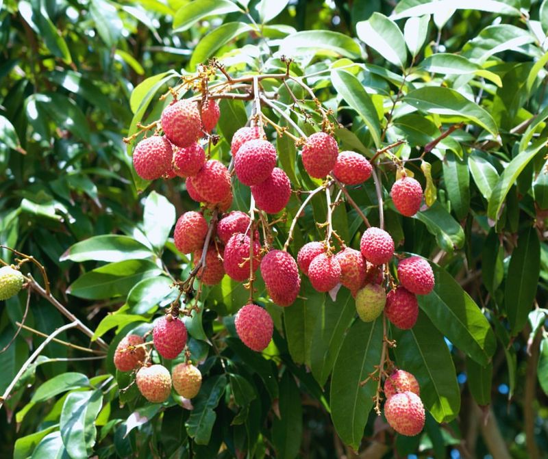 Tropical Lychee Trees