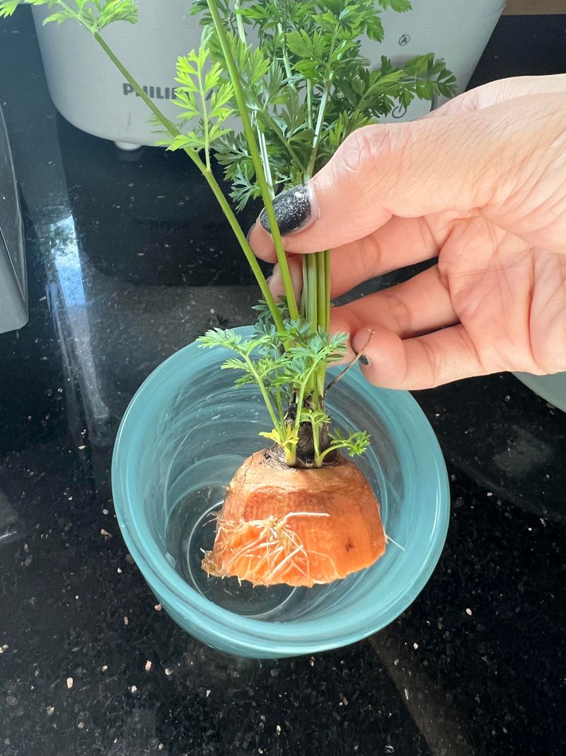 Carrot Tops For Greens