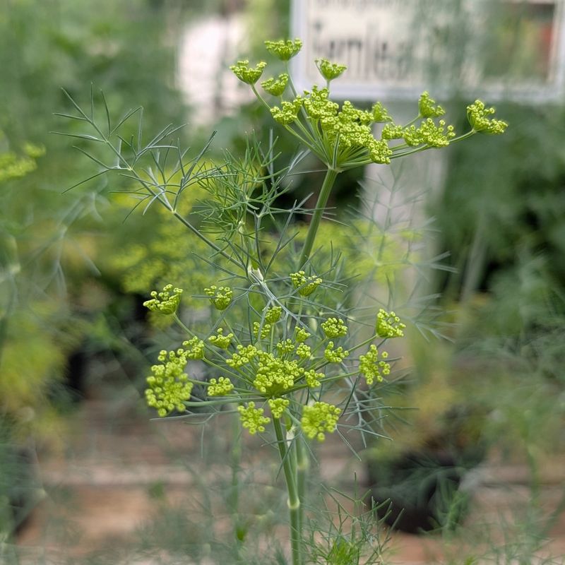 Dill: Lookalike Rival