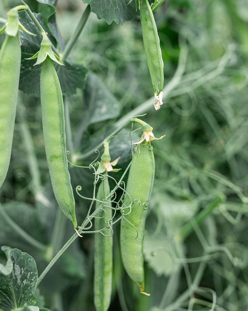 Onions and Peas