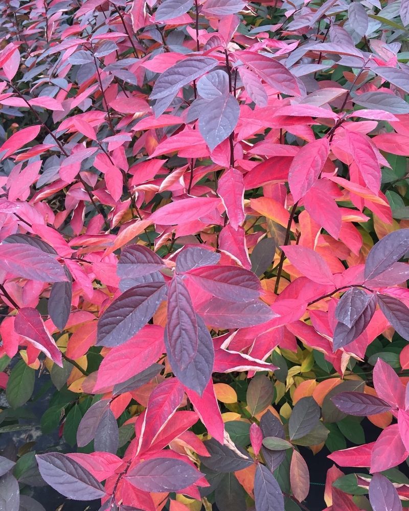 Itea (Virginia Sweetspire)