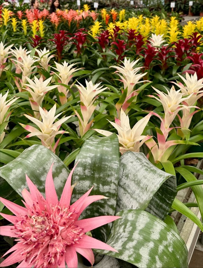 Bromeliads