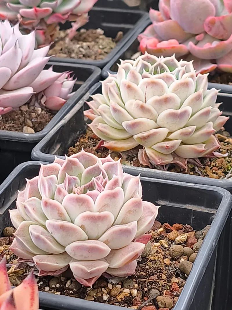 Echeveria