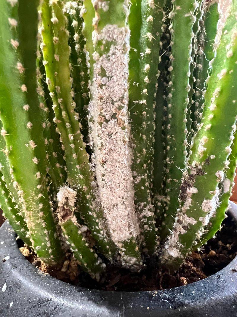 Pest Prevention