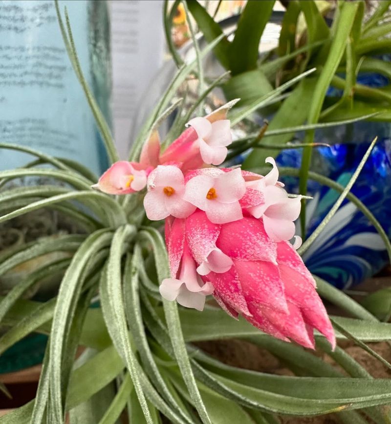 Blooming Means Big Changes Are Coming