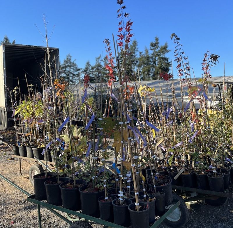 My Fall Soil Routine In Western Washington