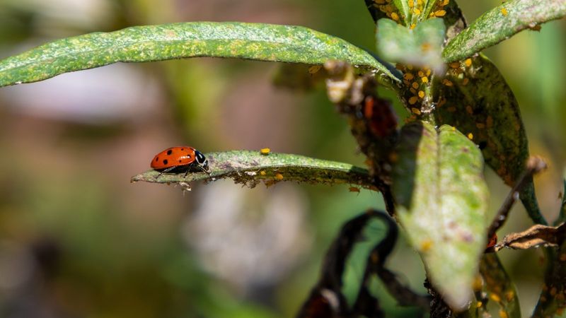 Managing Desert Pests Naturally