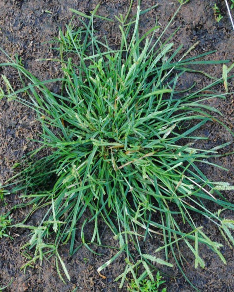 Ignoring Weeds