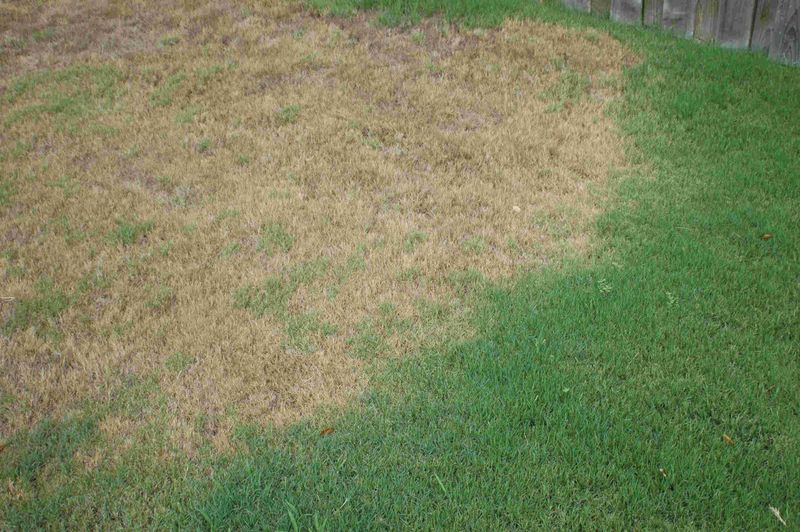 Ignoring Signs Of Insect Damage