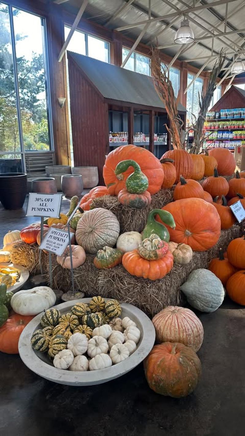 Grapevine Pumpkins