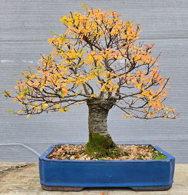 Chinese Elm