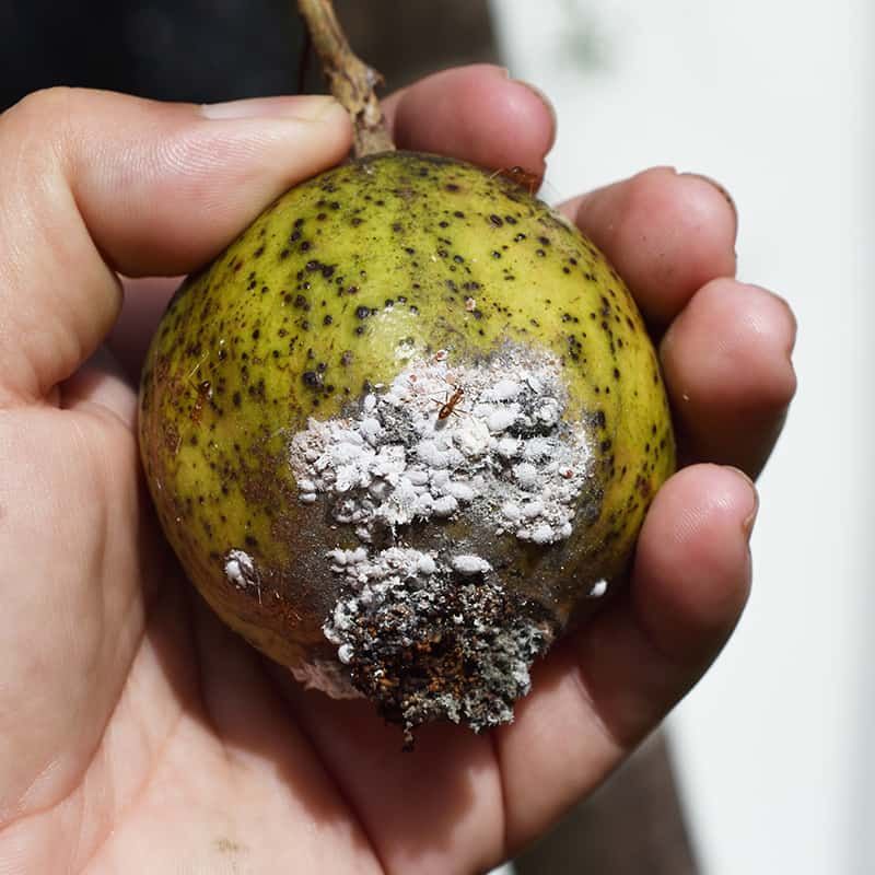 Citrus Trees: Mealybug Metropolis