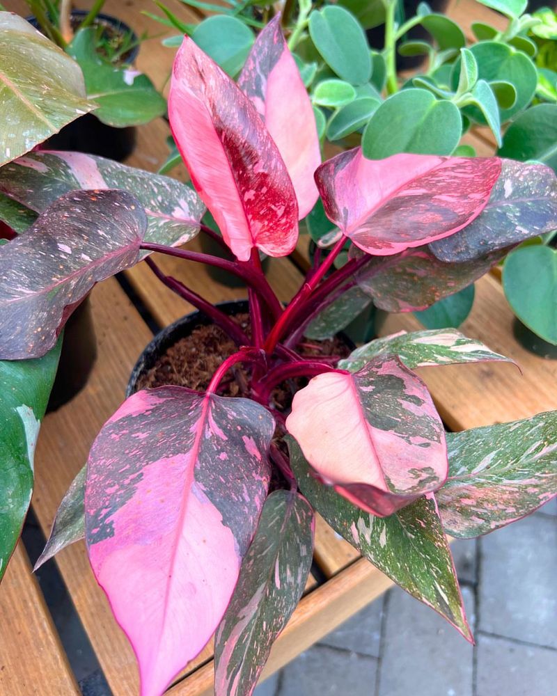 Pink Princess Philodendron