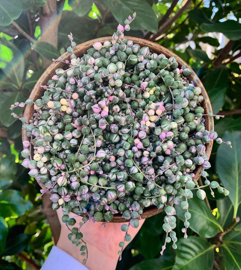 Variegated String Of Pearls