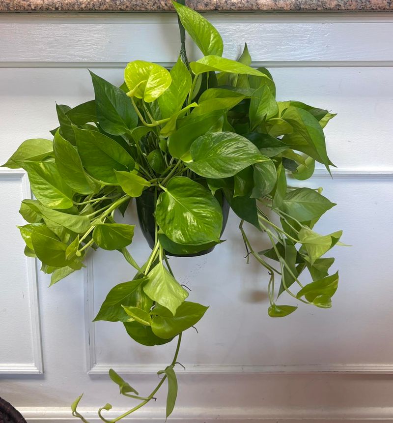 Pothos