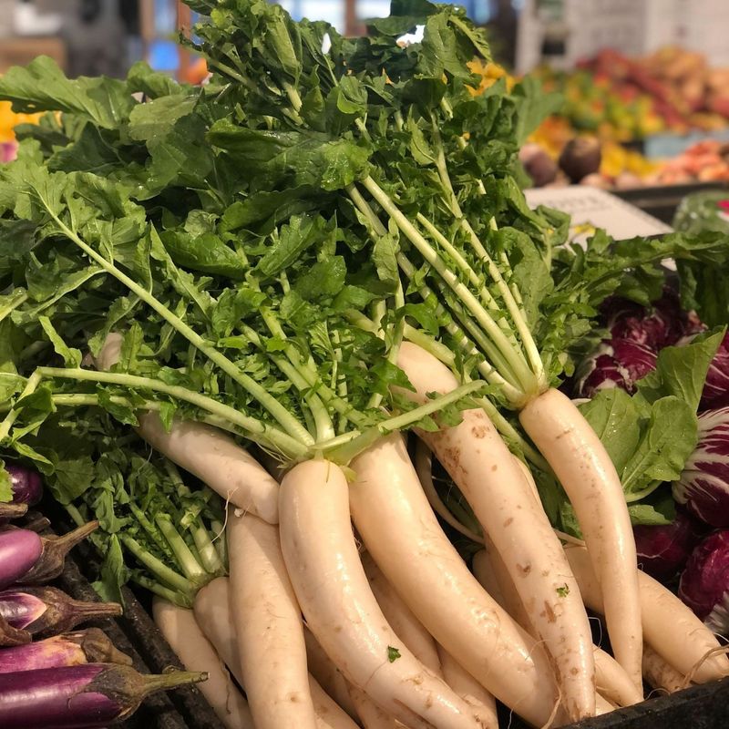 Daikon Radish