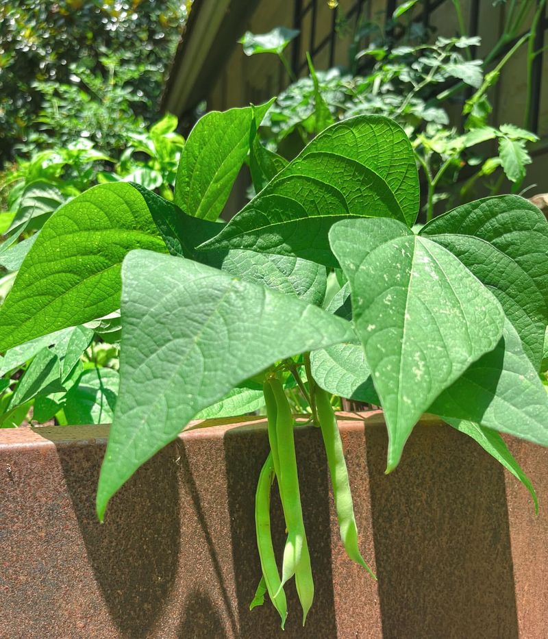 Bush Beans: Fast And Reliable