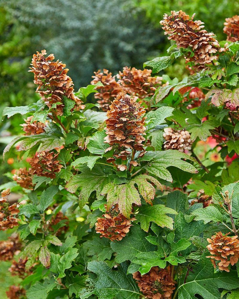 Oakleaf Hydrangea's Rusty Charm