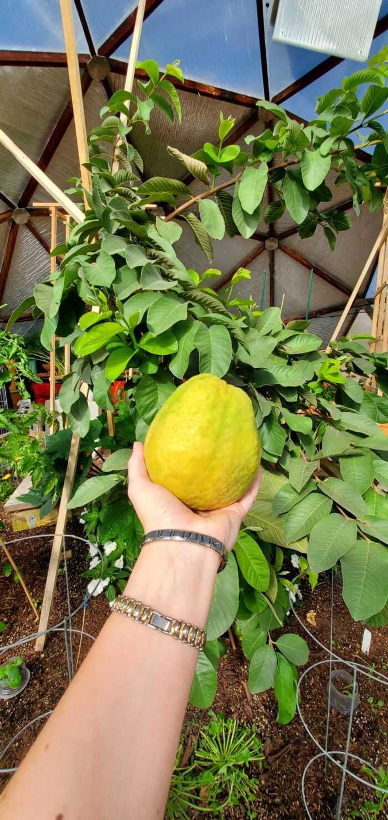 Guava: Tropical Treasure