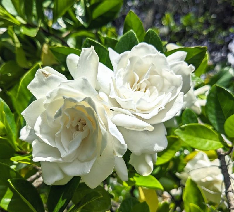 Gardenia Gone Wrong