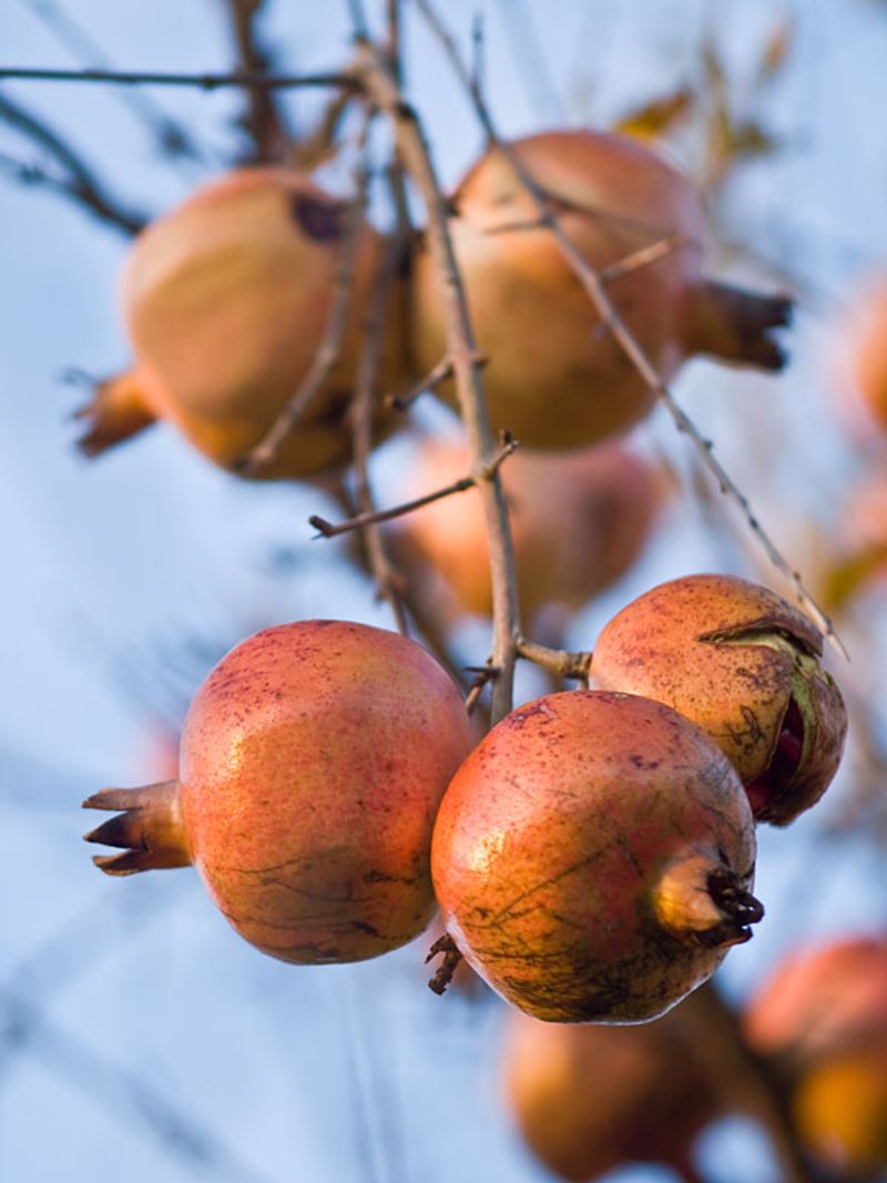 Pomegranate Trees