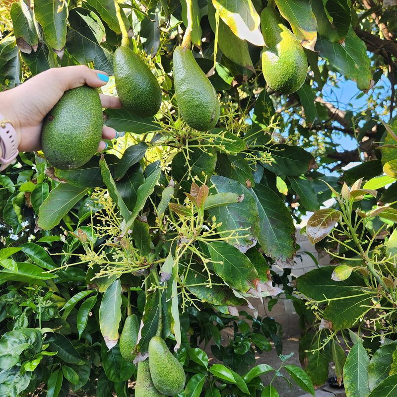 Avocado Trees