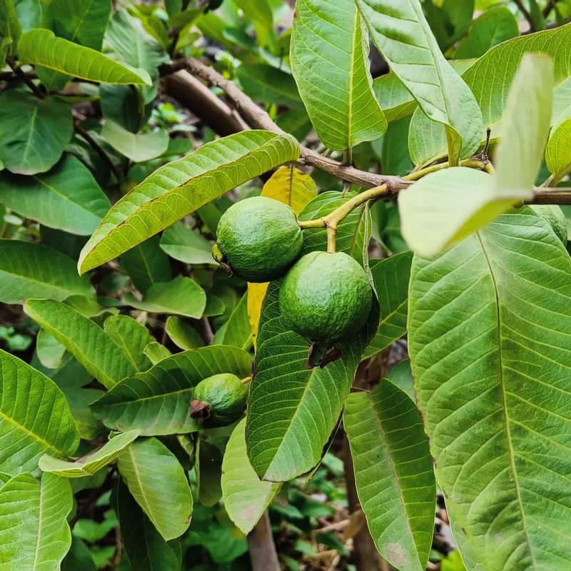 Guava Trees