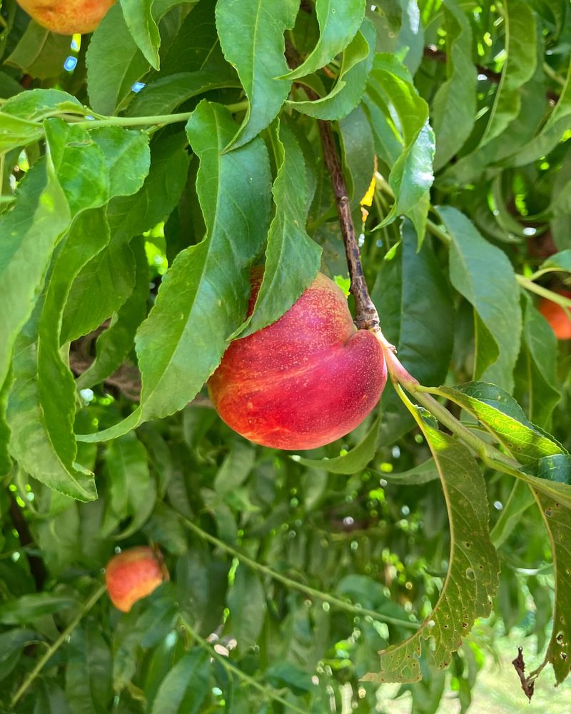 Nectarine Trees