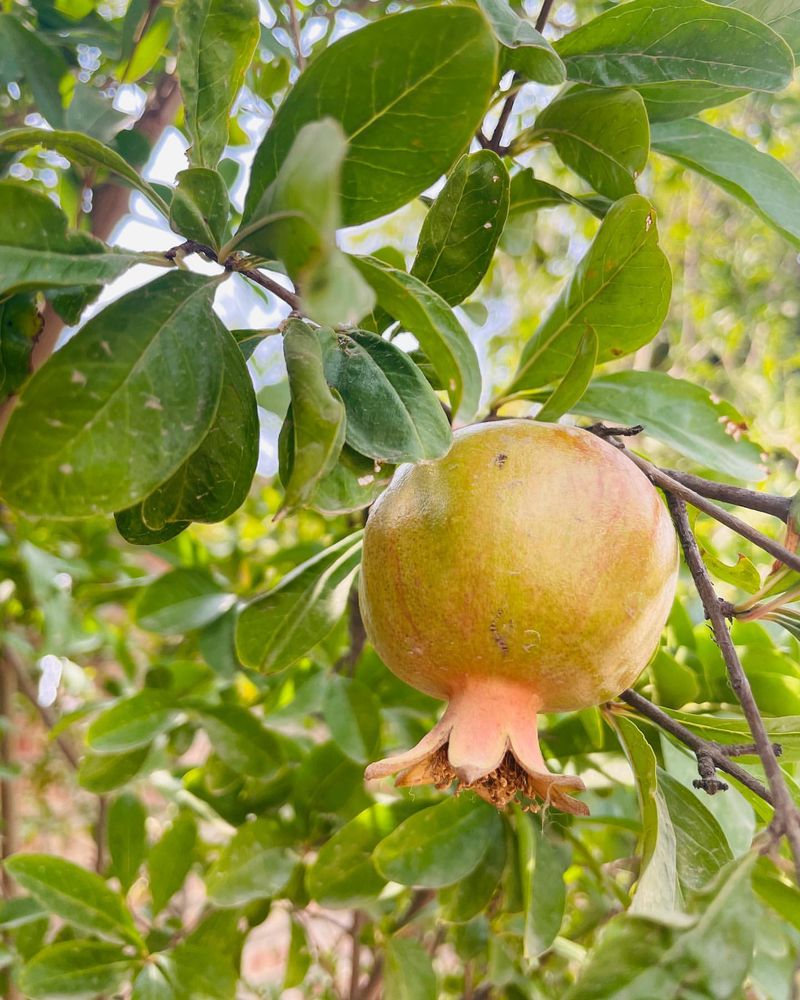 Pomegranates