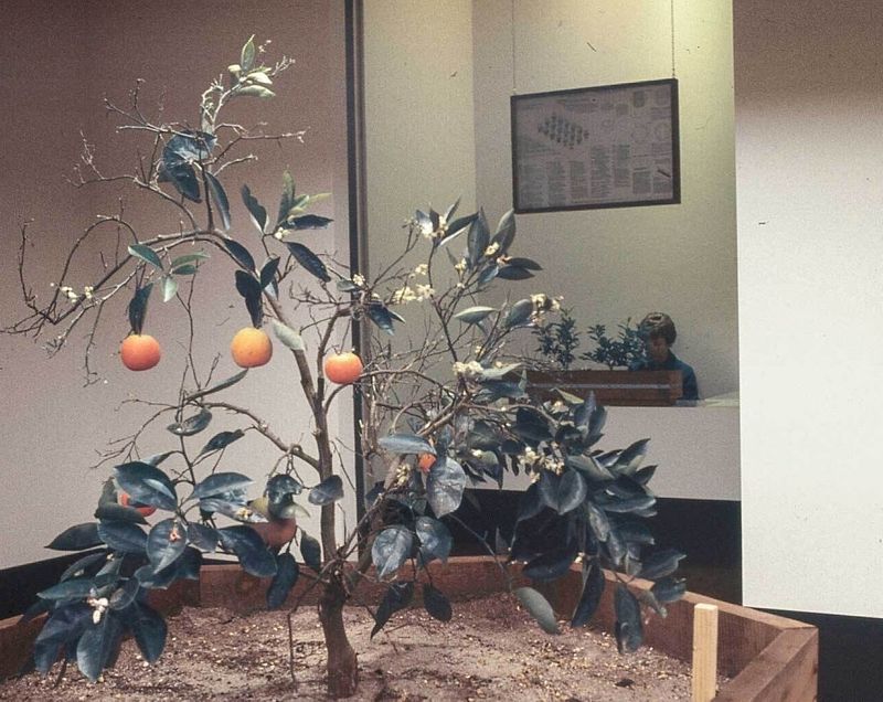 Citrus Trees: Sunshine Lovers In A Gray State
