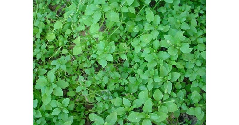 Overlooking Weed Prevention