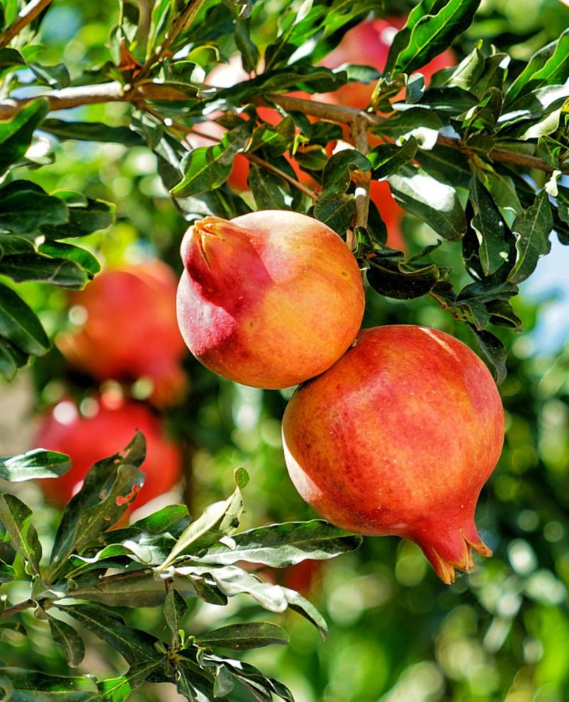 Pomegranates: Ruby-Seeded Wonders