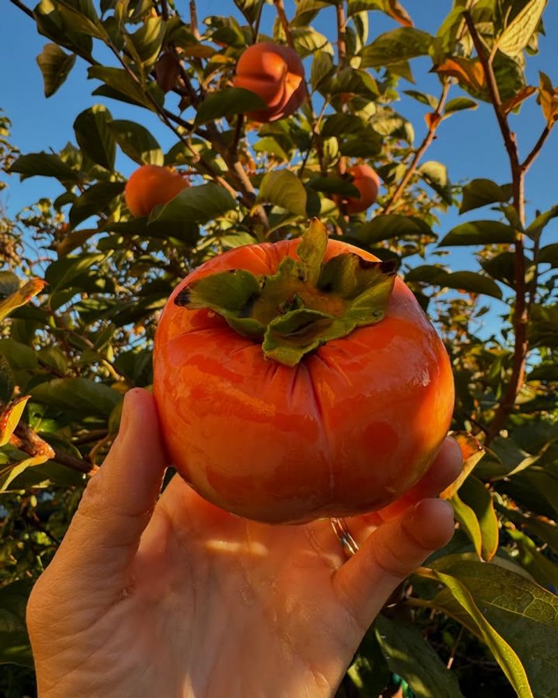 Persimmons: Patient Gardener's Prize
