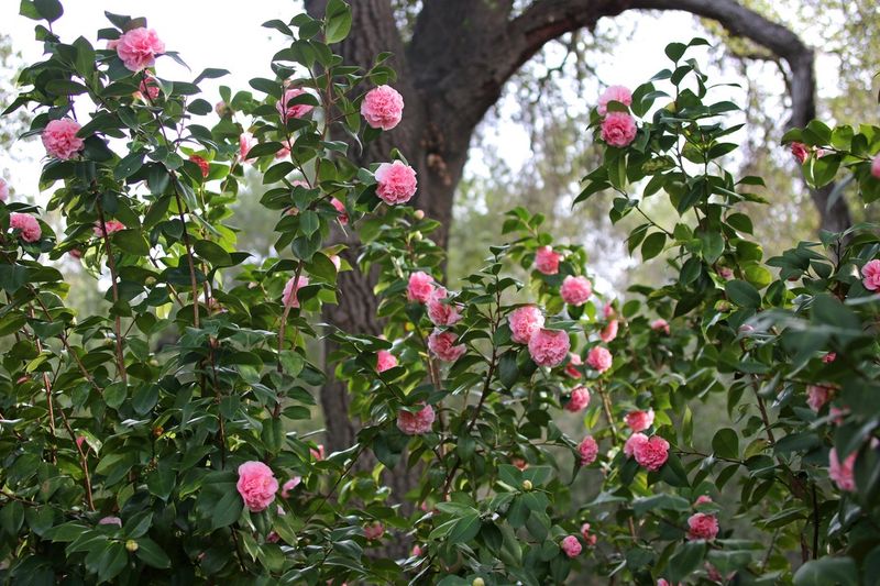 Descanso's Camellia Forest
