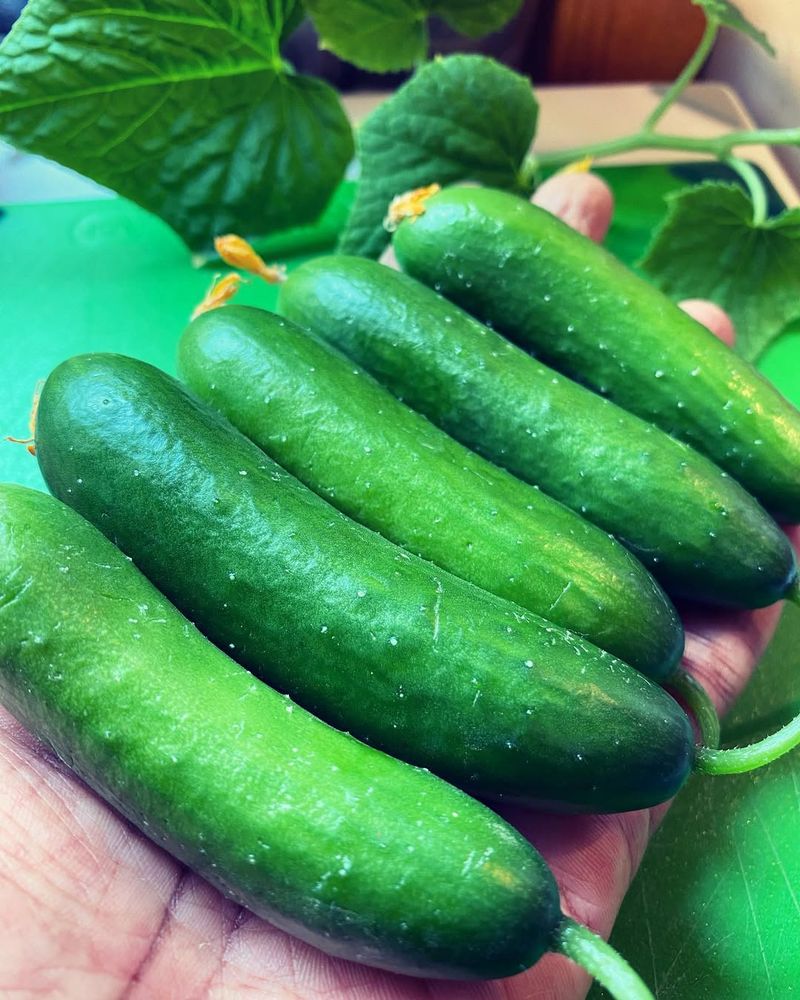 Dwarf Bush Cucumbers