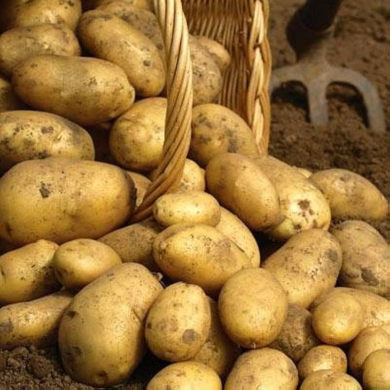 Kennebec – Disease-Resistant White Potato