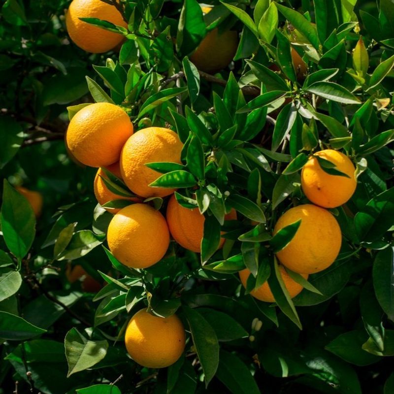 Demanding Citrus Trees