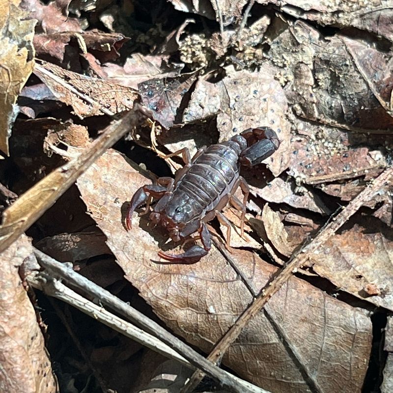 Scorpions