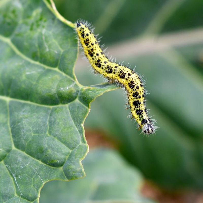 Cabbage Worms Feasting On Cruciferous Crops