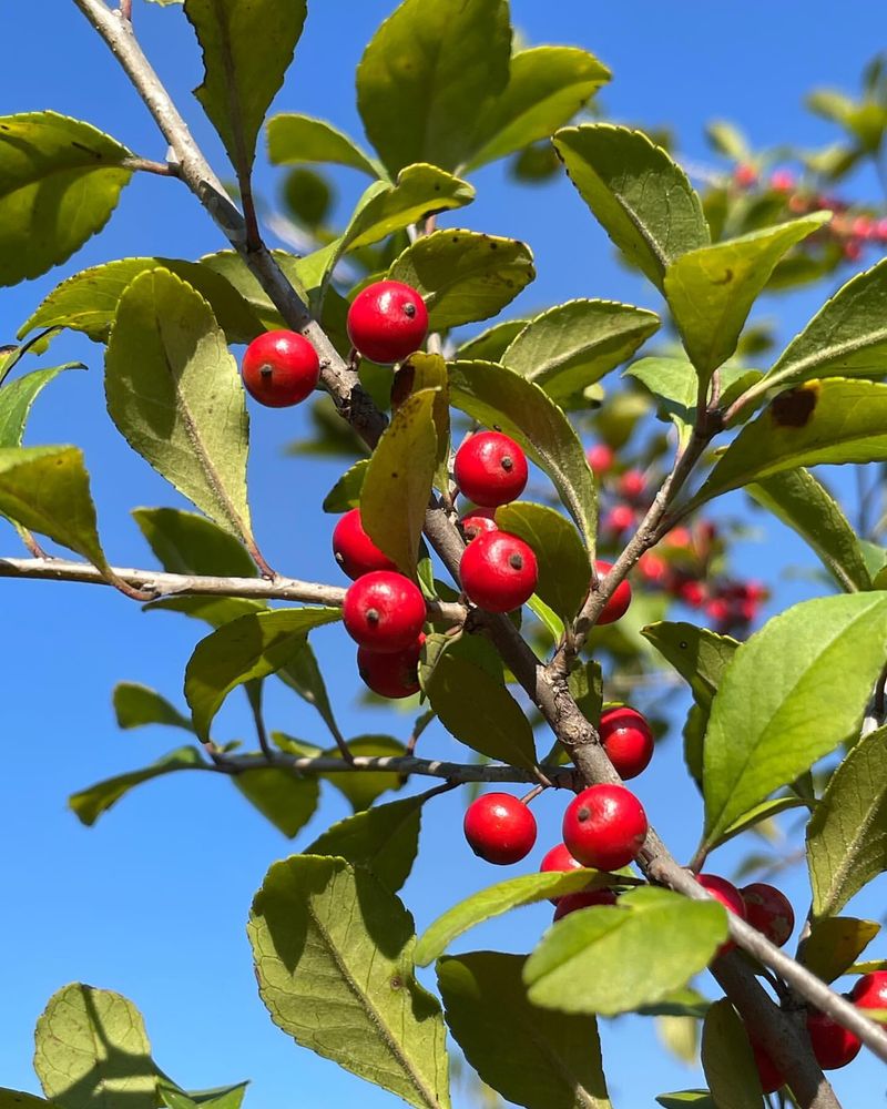 Possumhaw Holly Winter Drama