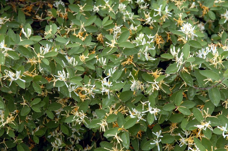 Non-Native Plant Species