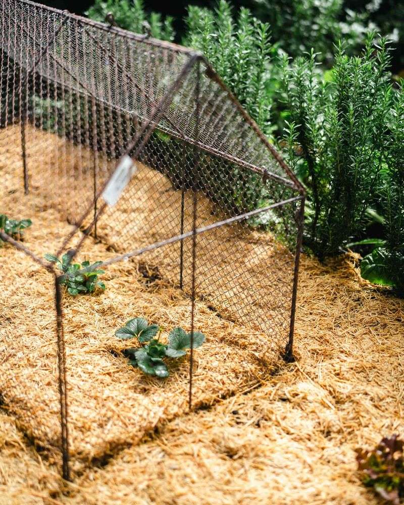 Fog-Harvesting Copper Mesh Screens
