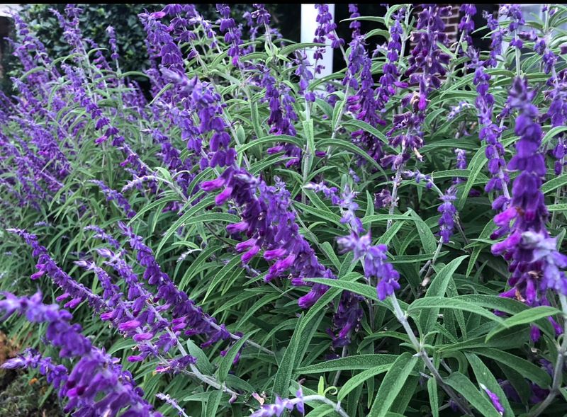 Mexican Sage And Goldenrod