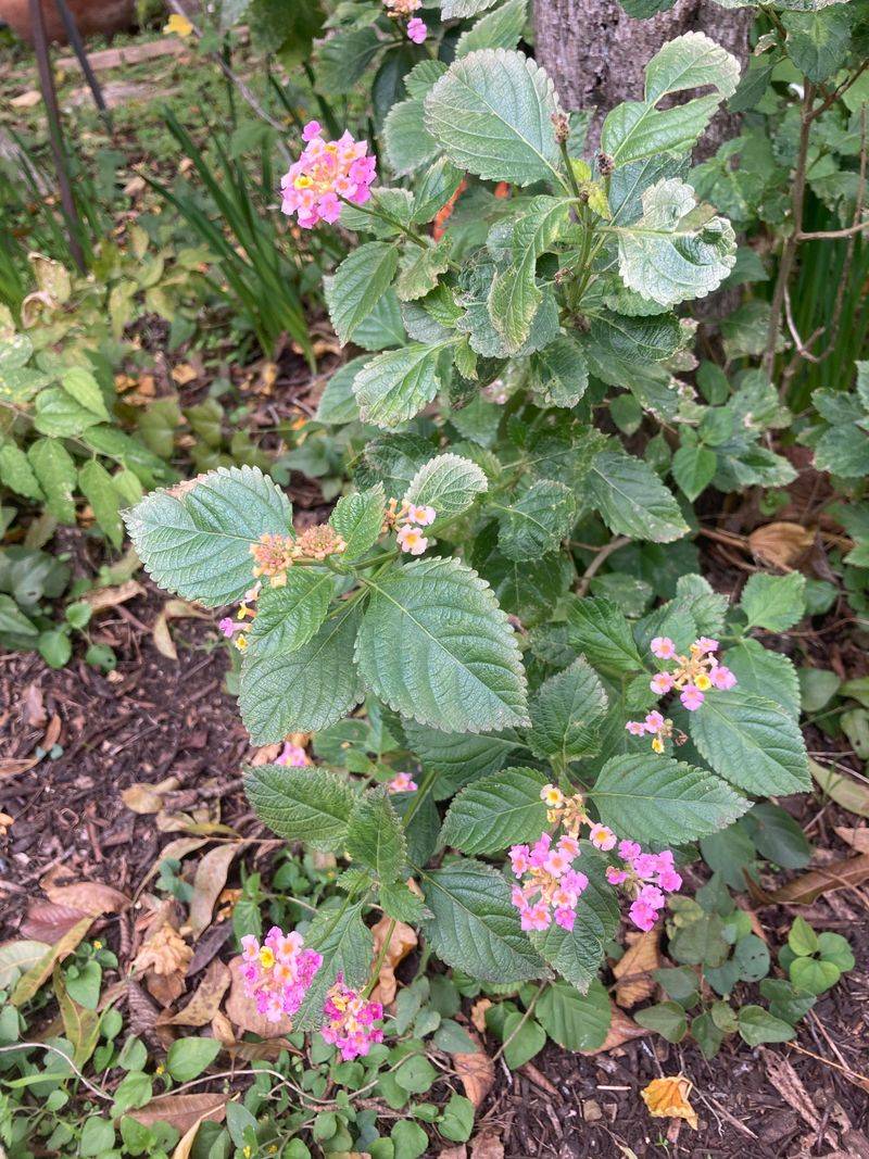 Purple Fountain Grass and Texas Lantana