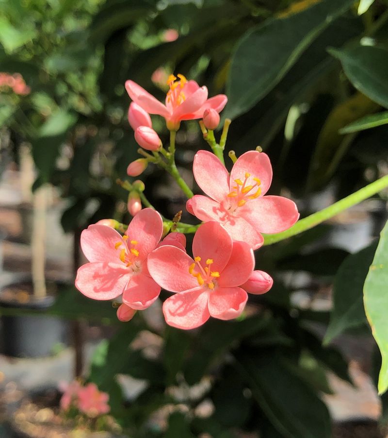 Jatropha And Blue Porterweed