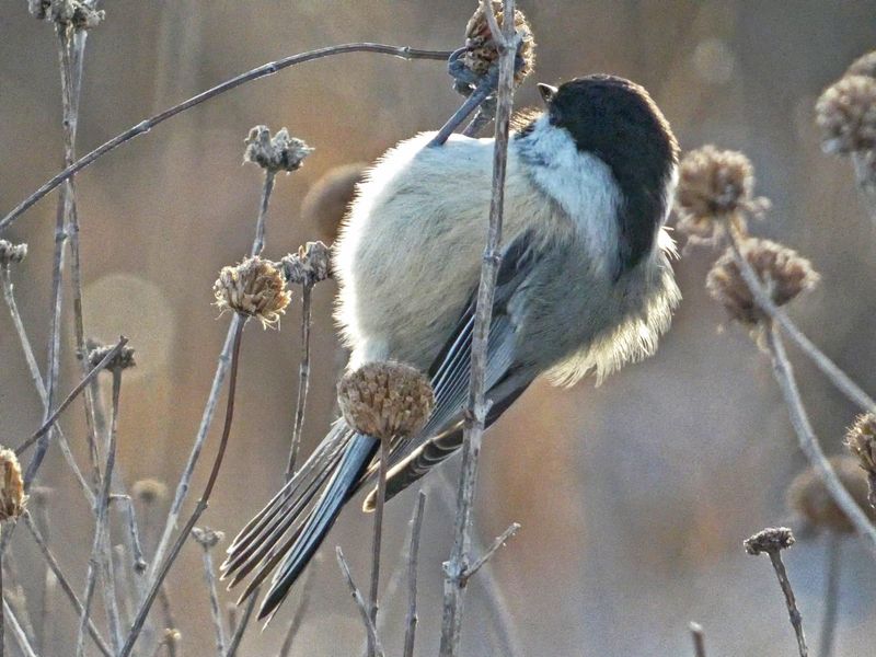 Bird Activity Increasing