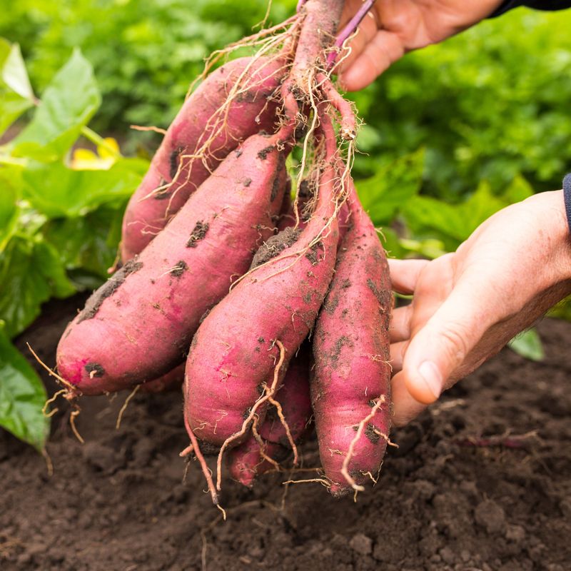 Georgia Jet Sweet Potato