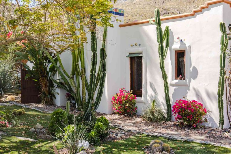 Desert-Adapted Trees With Groundcover