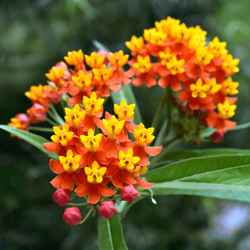 Tropical Milkweed's Double Benefit